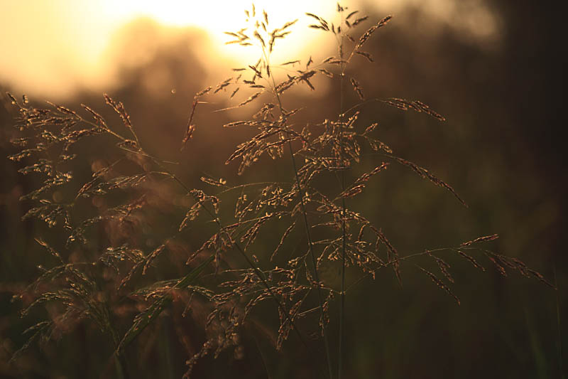 Sorghum halepense